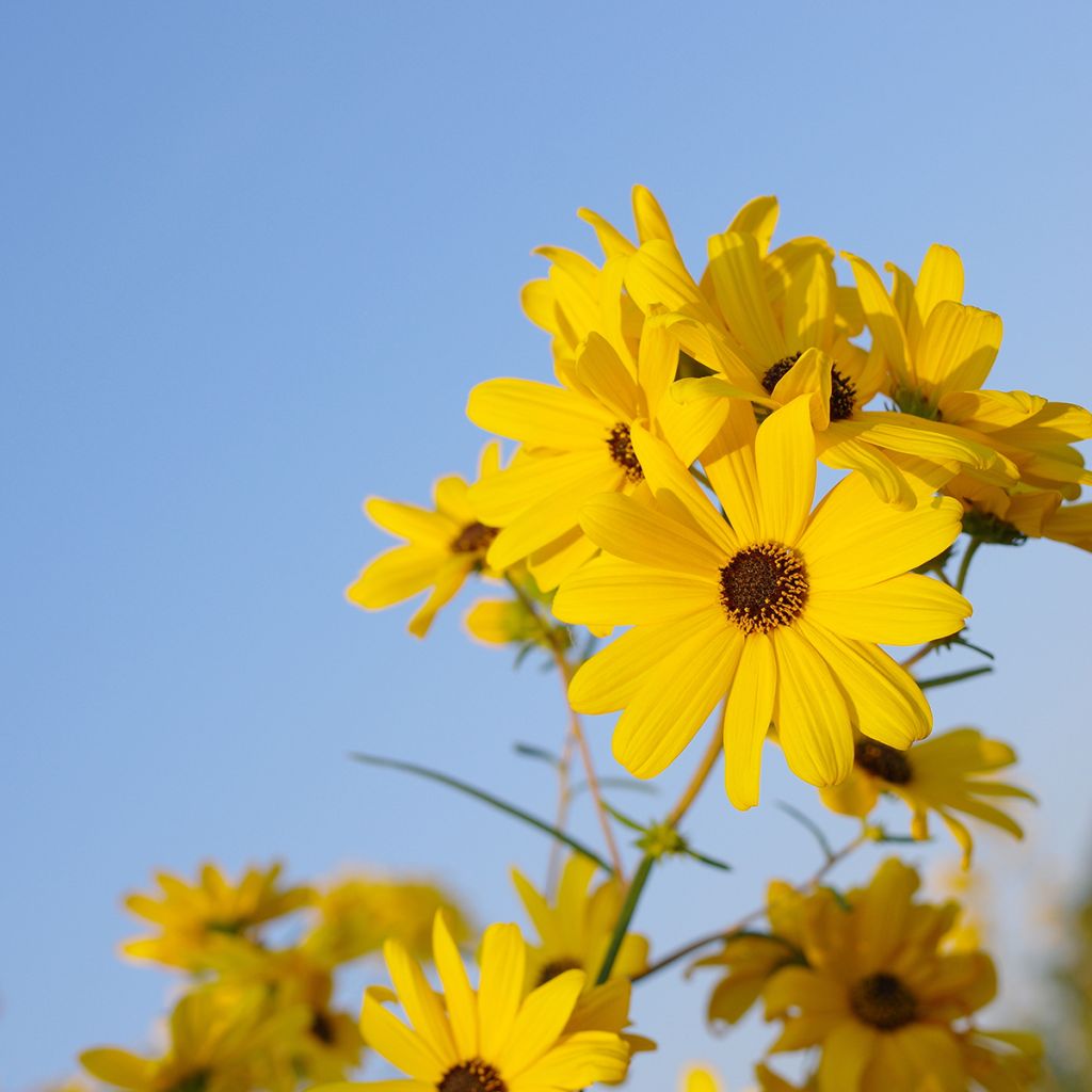 Nauha-auringonkukka - Helianthus salicifolius