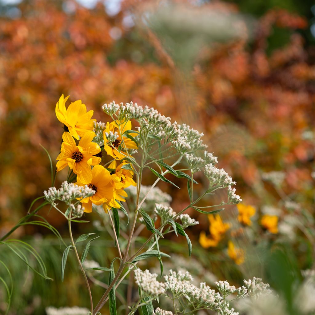 Nauha-auringonkukka - Helianthus salicifolius