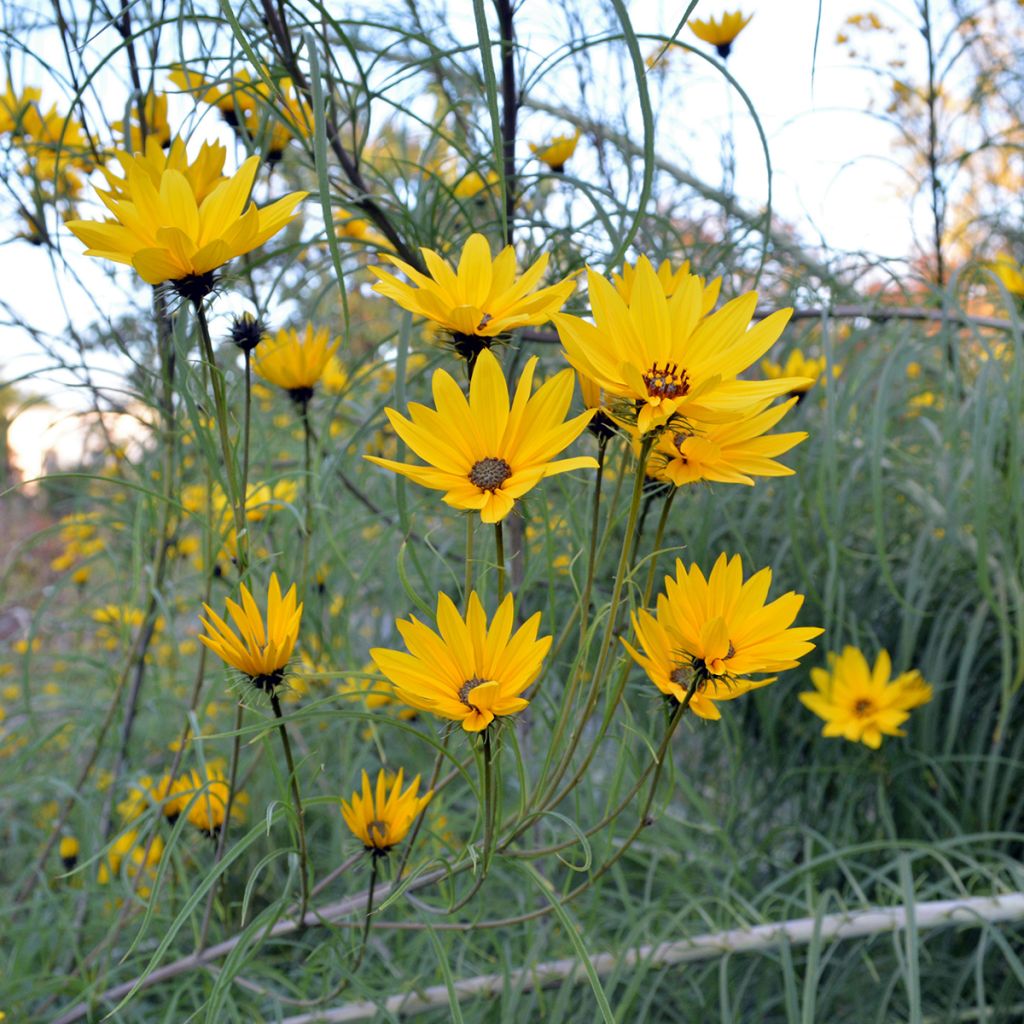 Nauha-auringonkukka - Helianthus salicifolius