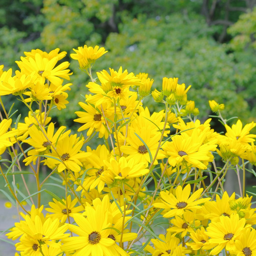Nauha-auringonkukka - Helianthus salicifolius