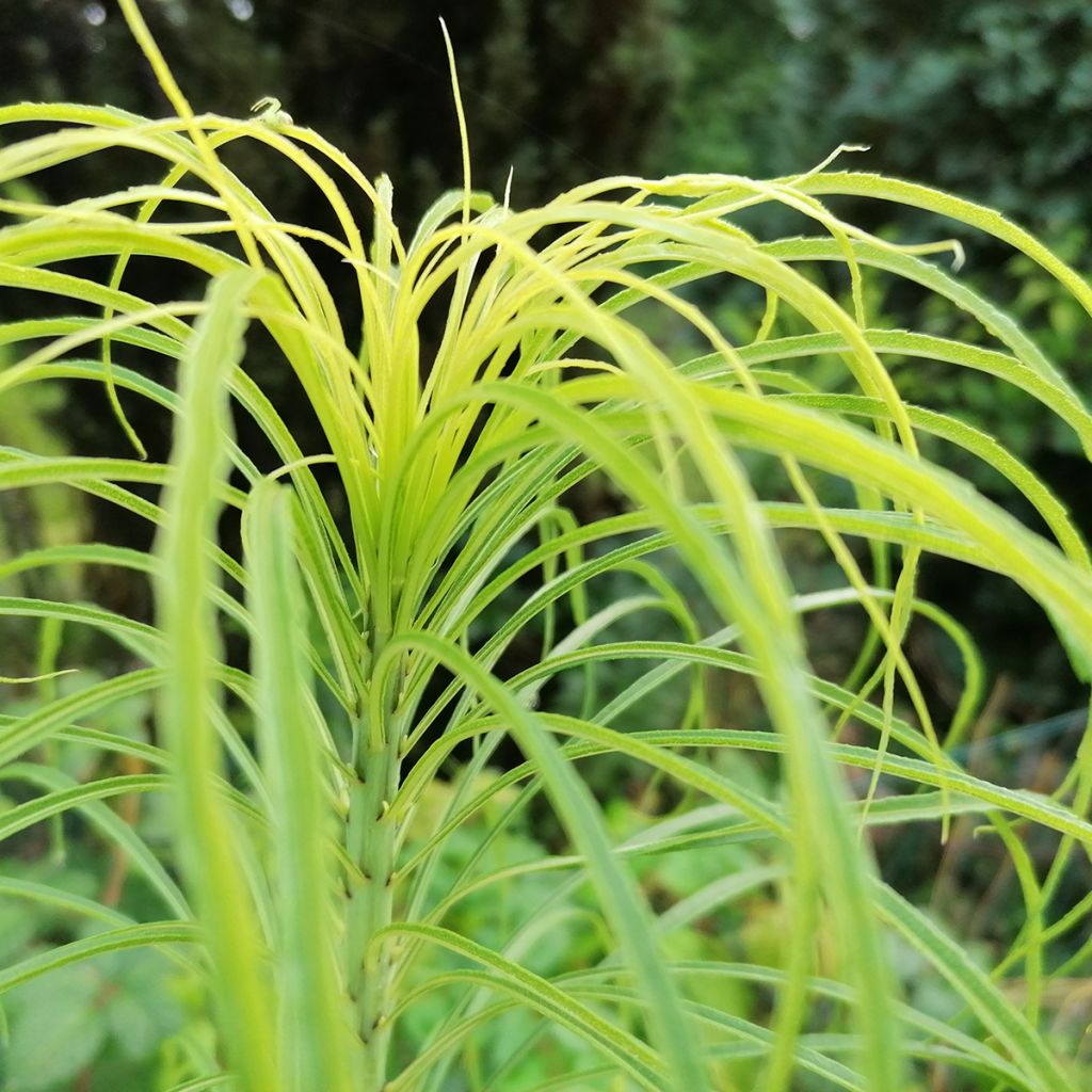 Nauha-auringonkukka - Helianthus salicifolius