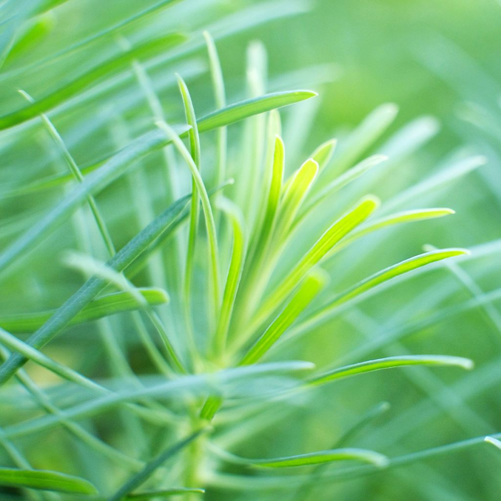 Nauha-auringonkukka - Helianthus salicifolius