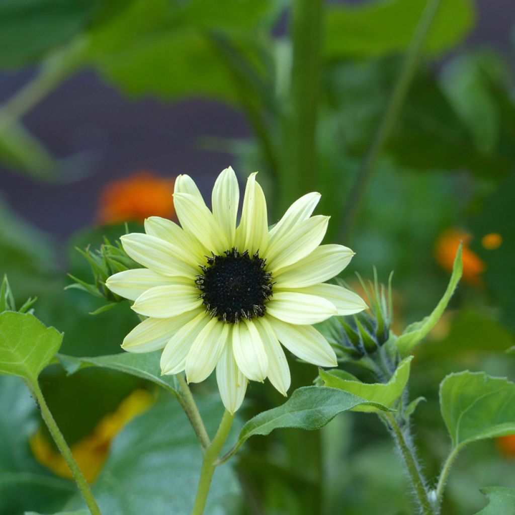 Isoauringonkukka Soluna Cream (siemenet)