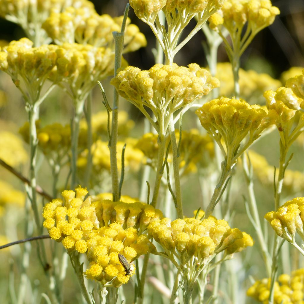 Mausteolkikukka - Helichrysum italicum subsp. serotinum