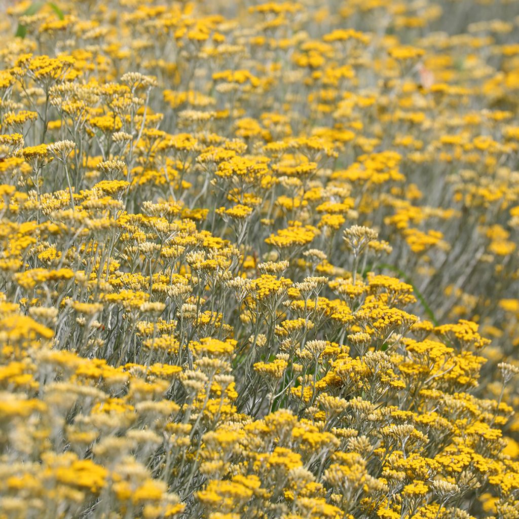 Mausteolkikukka - Helichrysum italicum subsp. serotinum