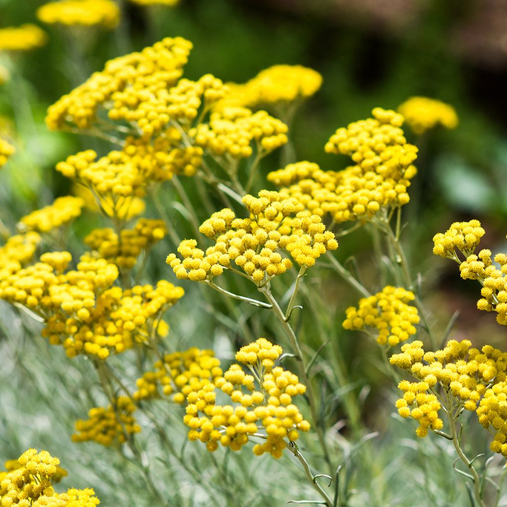 Mausteolkikukka - Helichrysum italicum subsp. serotinum