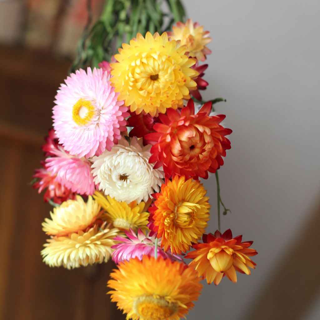 Iso-olkikukka (siemenet) - Helichrysum bracteatum monstrosum