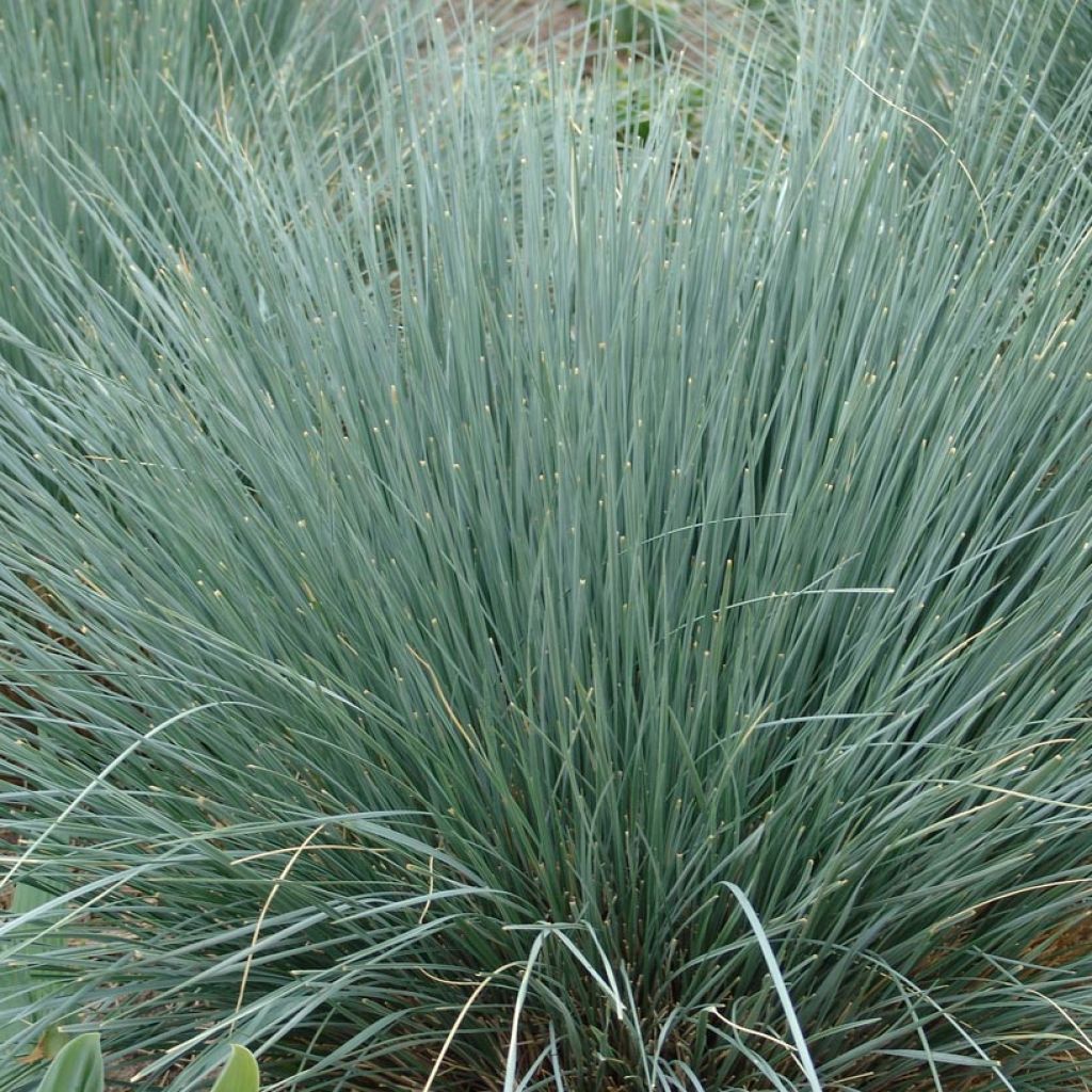 Ikikaura - Helictotrichon sempervirens