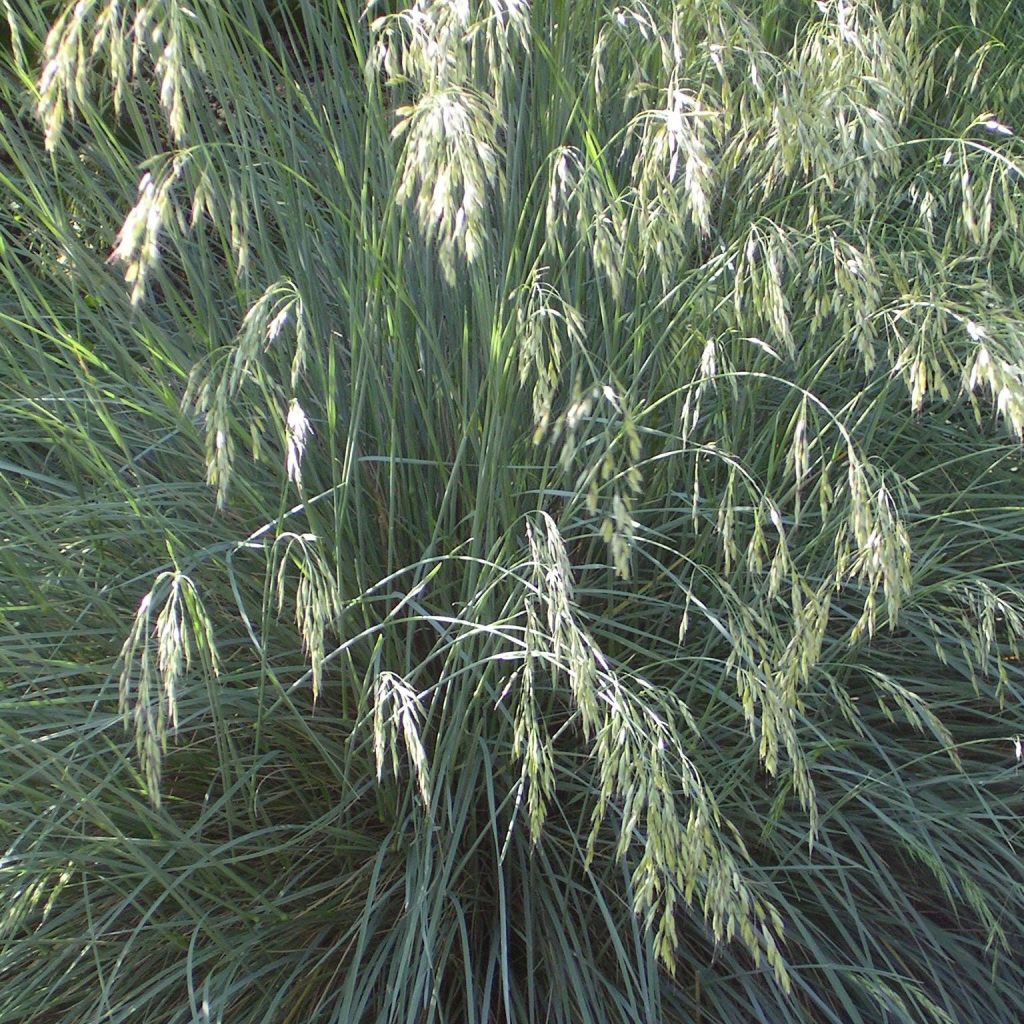 Ikikaura - Helictotrichon sempervirens