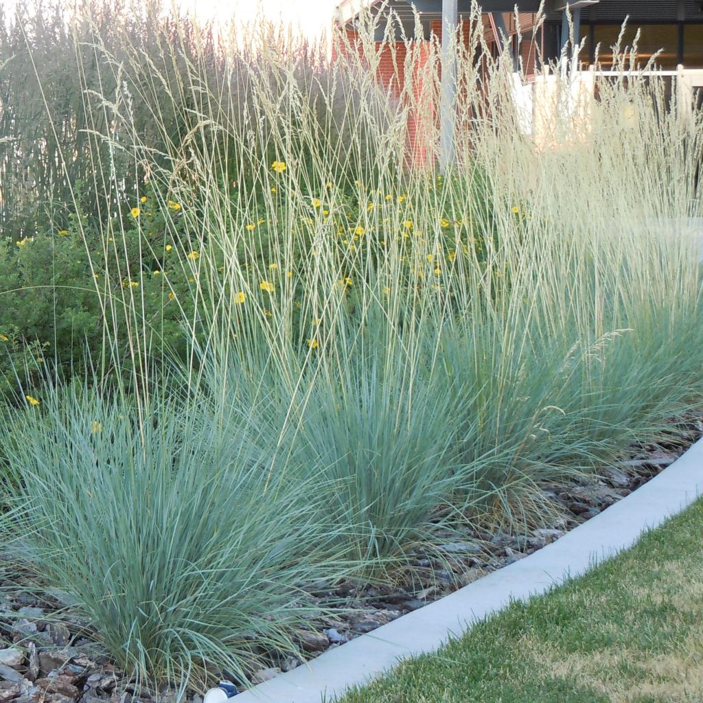 Ikikaura - Helictotrichon sempervirens