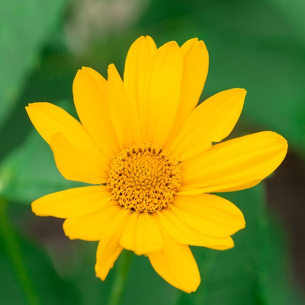 Päivänsilmä Tuscan Sun