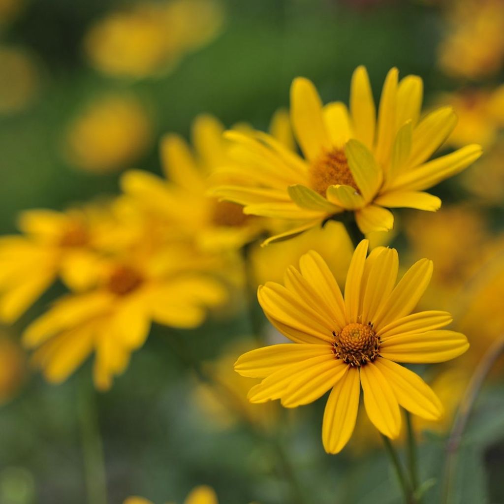 Päivänsilmä - Heliopsis helianthoïdes var. scabra