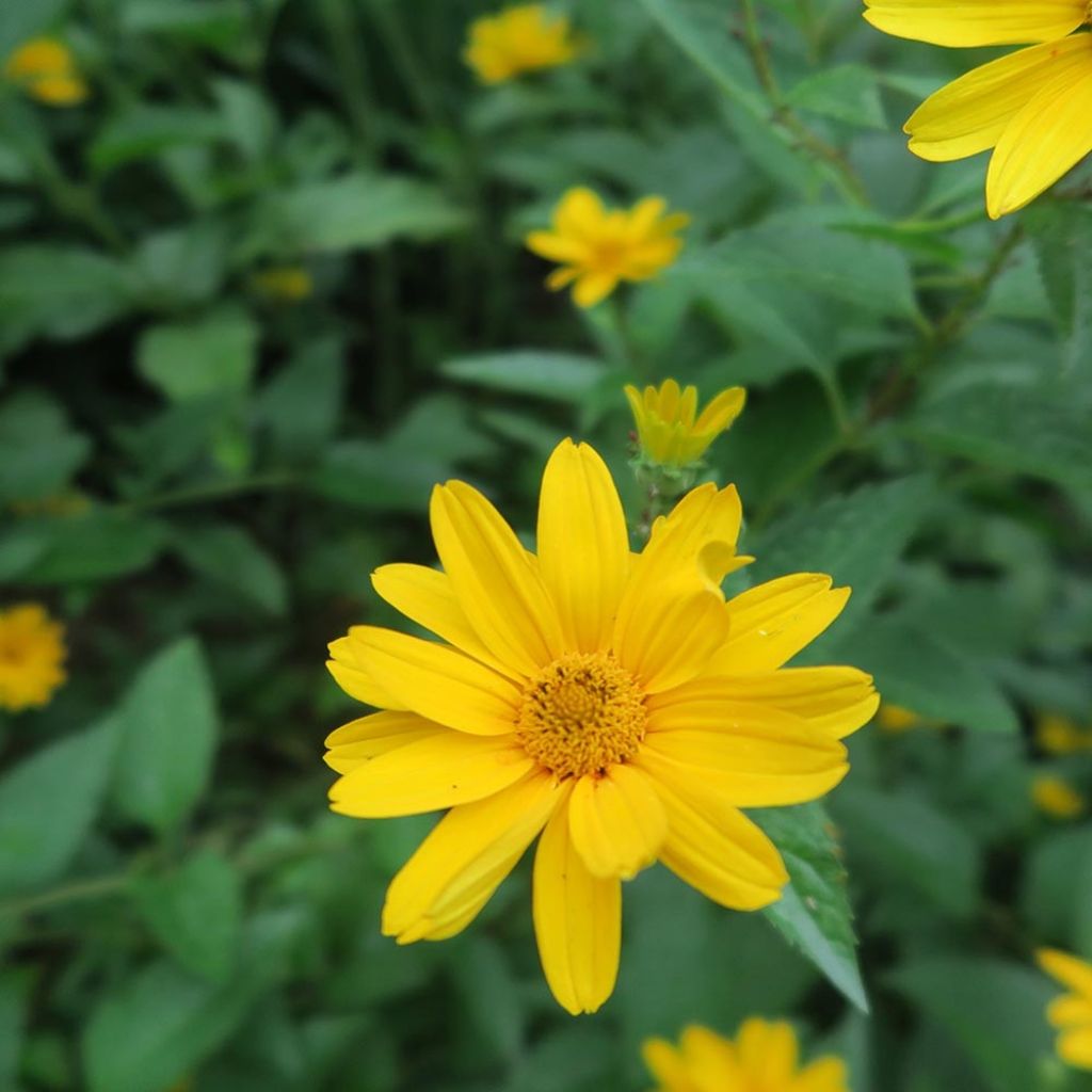 Päivänsilmä - Heliopsis helianthoïdes var. scabra