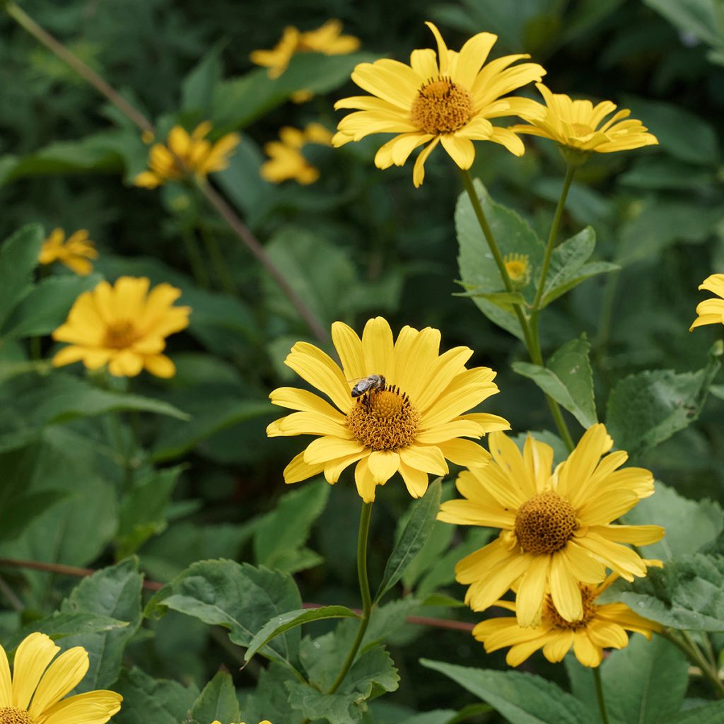 Päivänsilmä - Heliopsis helianthoïdes var. scabra