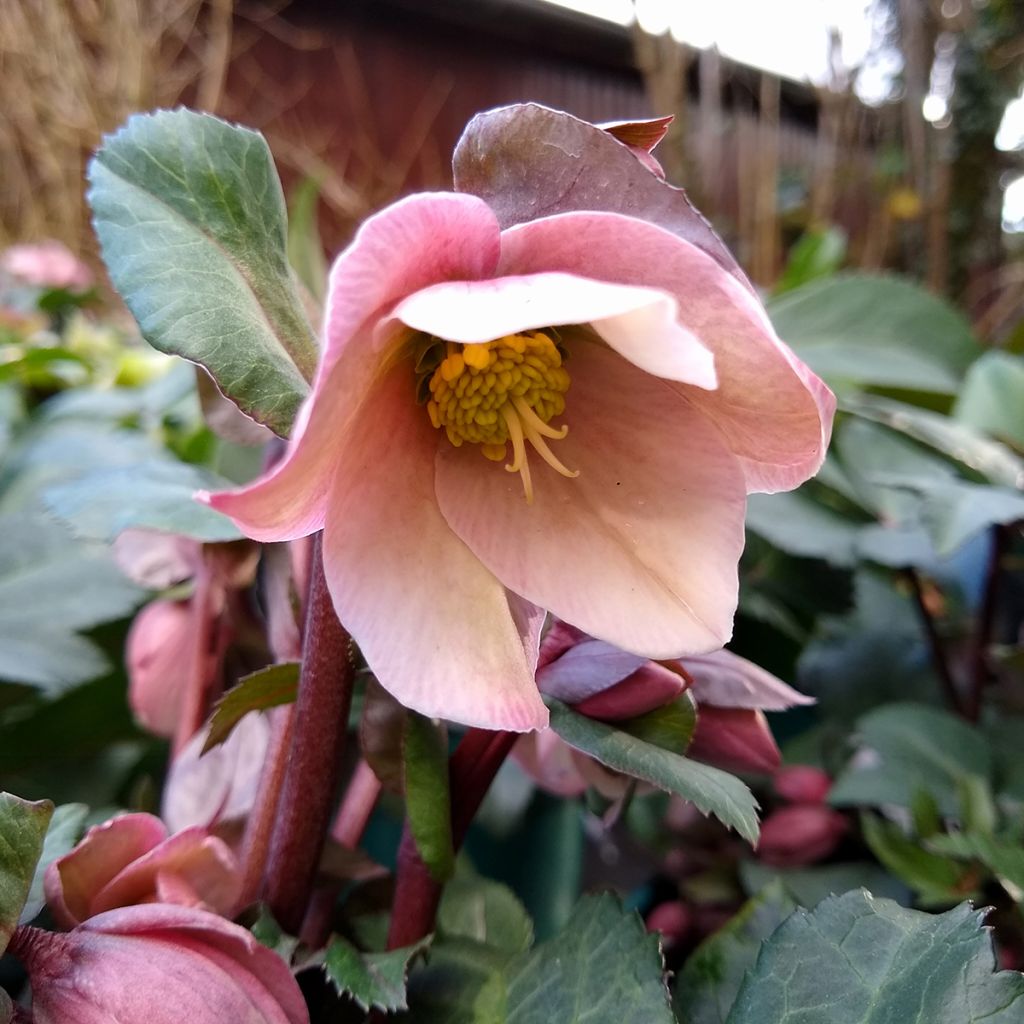 Jouluruusu ericsmithii