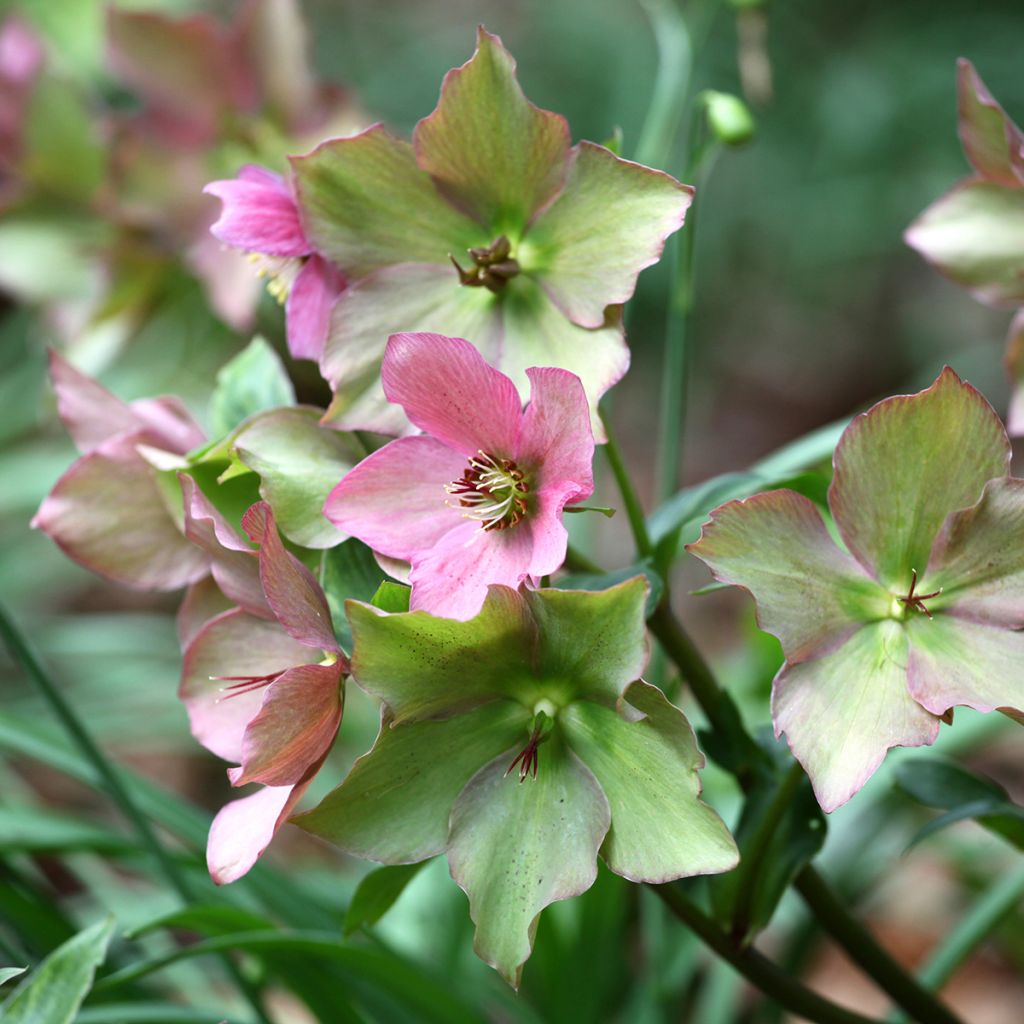 Tarhajouluruusu Walberton's Rosemary