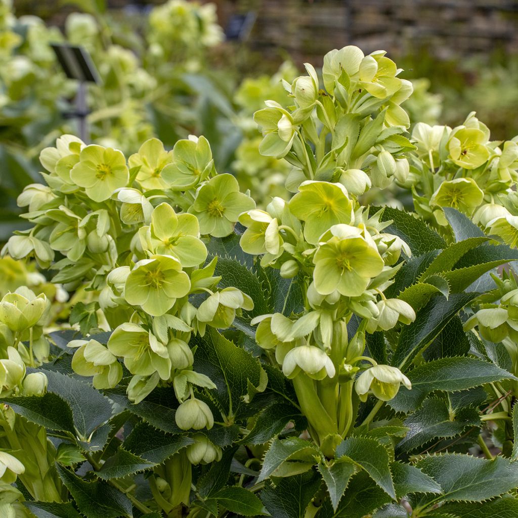 Korsikanjouluruusu - Helleborus argutifolius