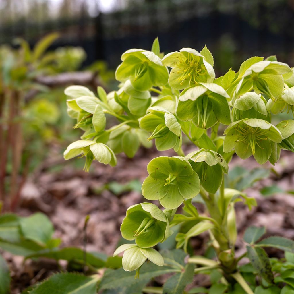 Korsikanjouluruusu - Helleborus argutifolius