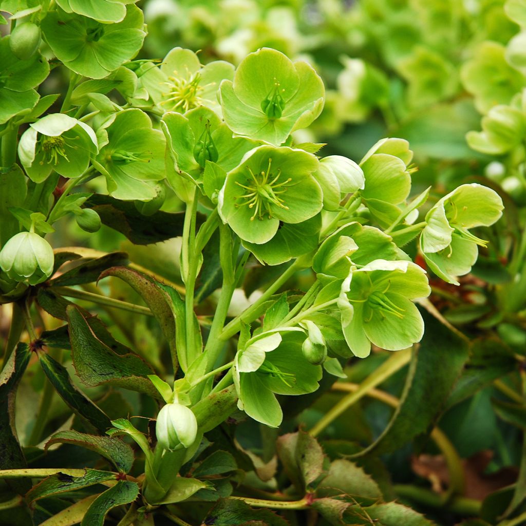 Korsikanjouluruusu - Helleborus argutifolius