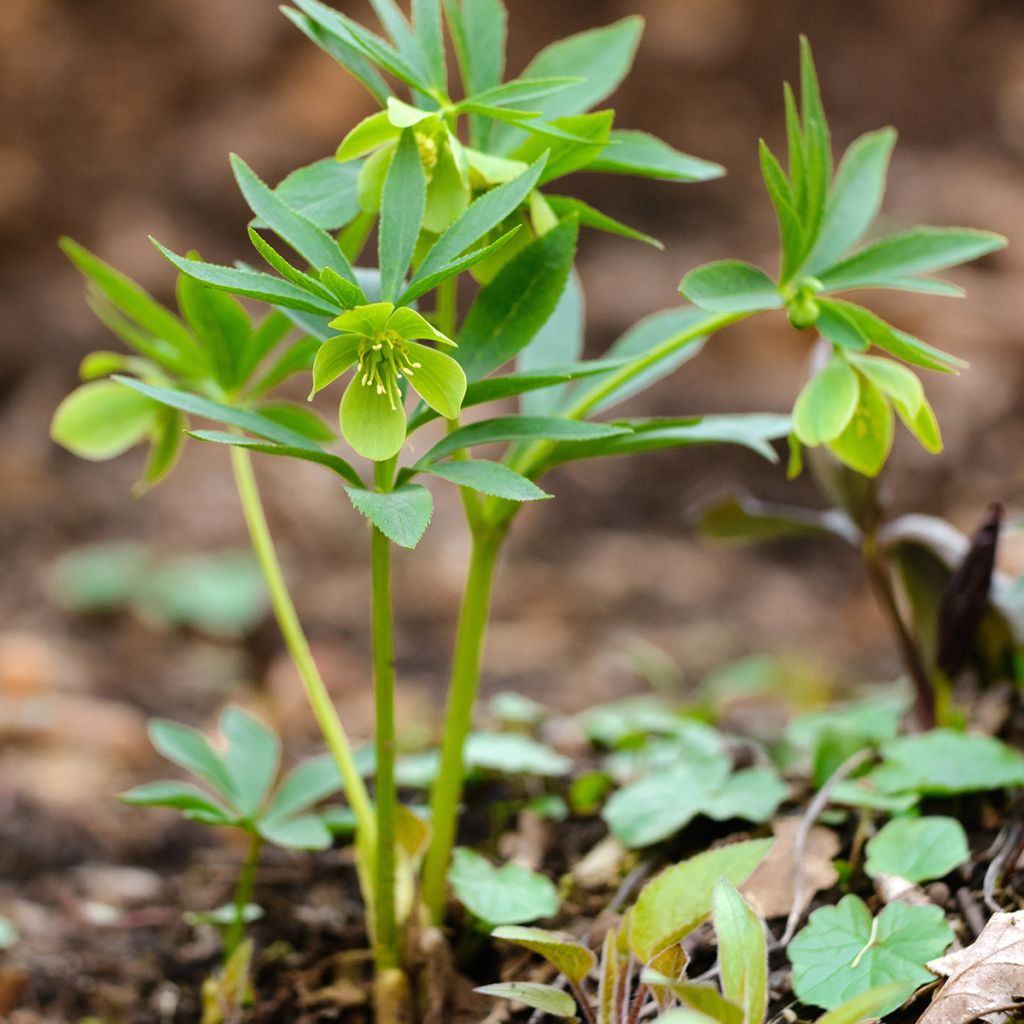 Jouluruusu - Helleborus dumetorum