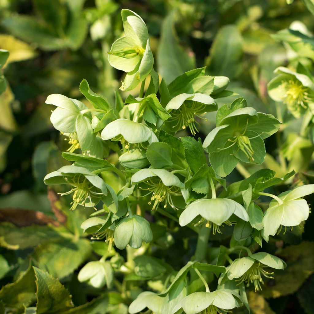 Jouluruusu - Helleborus dumetorum