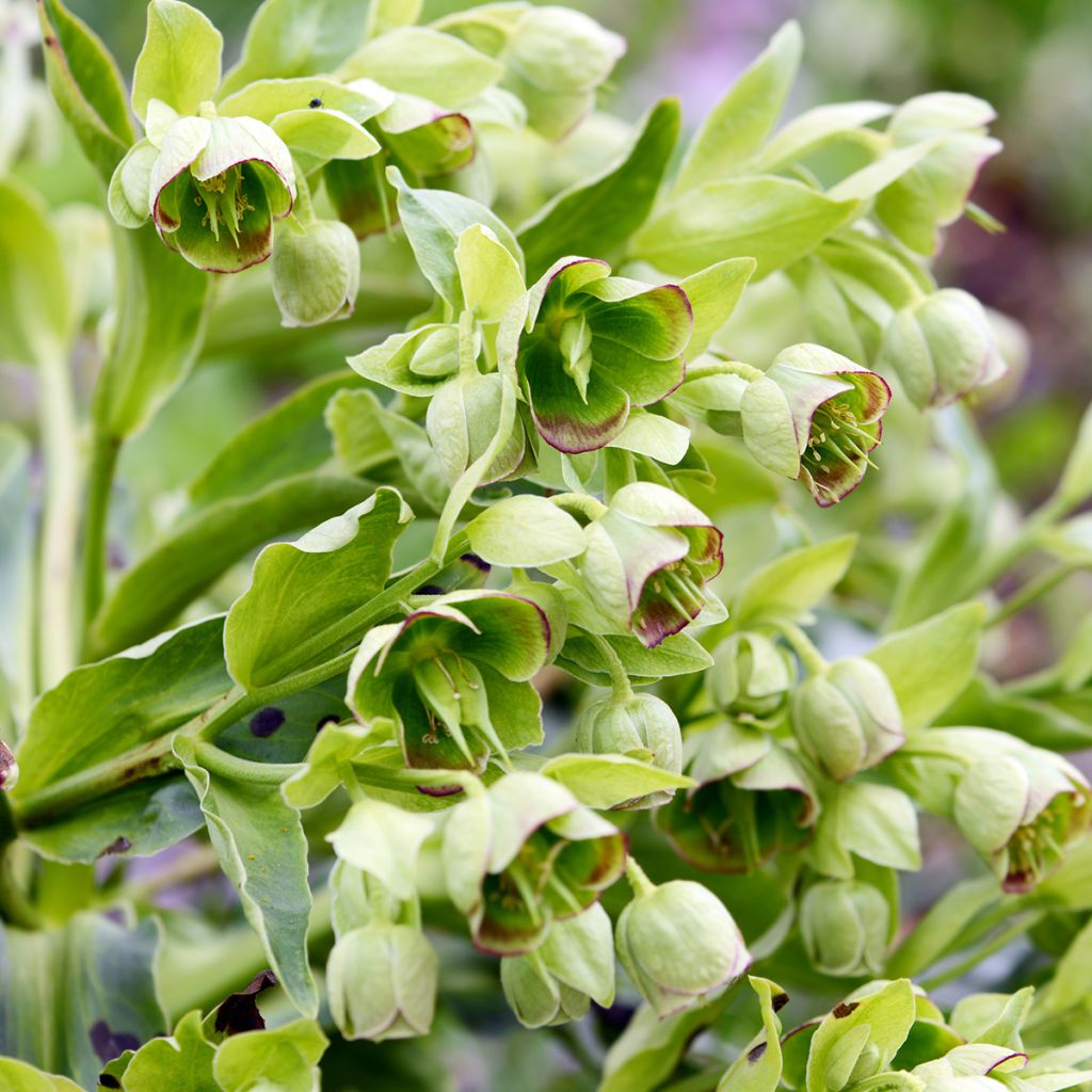 Haisujouluruusu - Helleborus foetidus