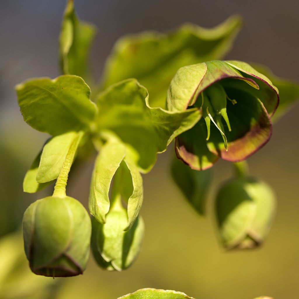Haisujouluruusu - Helleborus foetidus