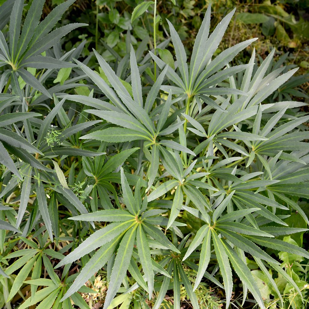 Haisujouluruusu - Helleborus foetidus