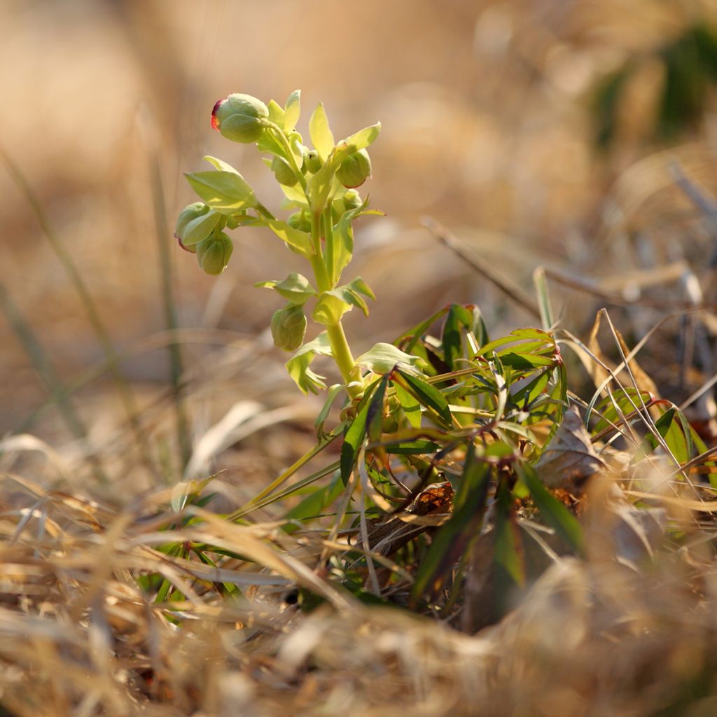 Haisujouluruusu - Helleborus foetidus