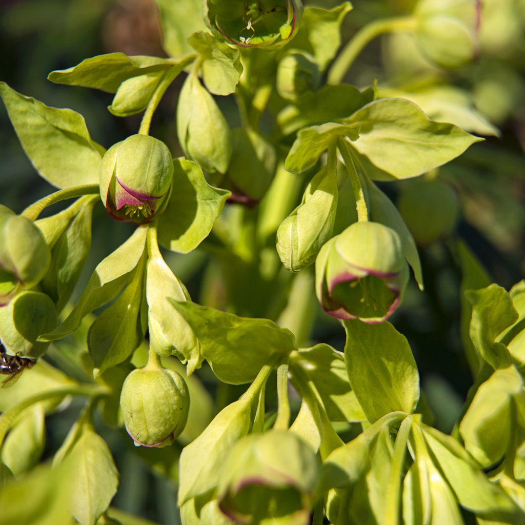 Haisujouluruusu - Helleborus foetidus