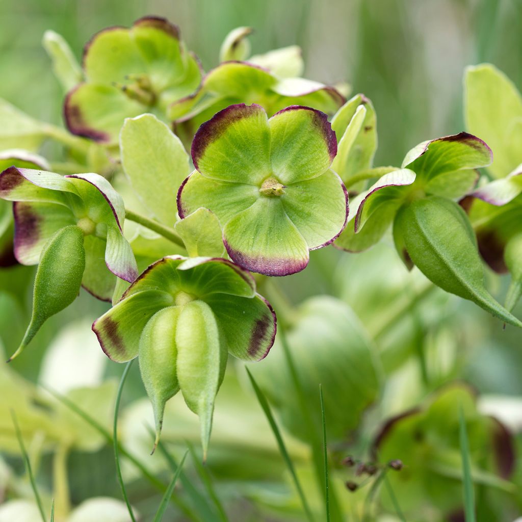 Haisujouluruusu - Helleborus foetidus