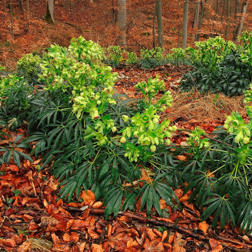 Haisujouluruusu - Helleborus foetidus