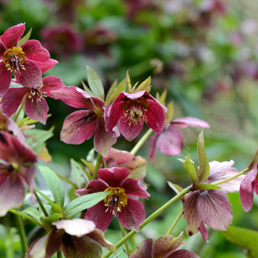 Idänjouluruusu Red Hybrids
