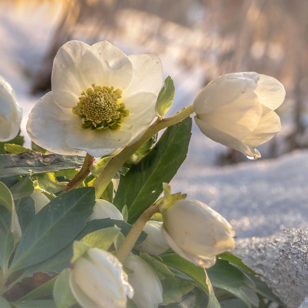 Vaaleajouluruusu vaaleanpunainen - Helleborus niger