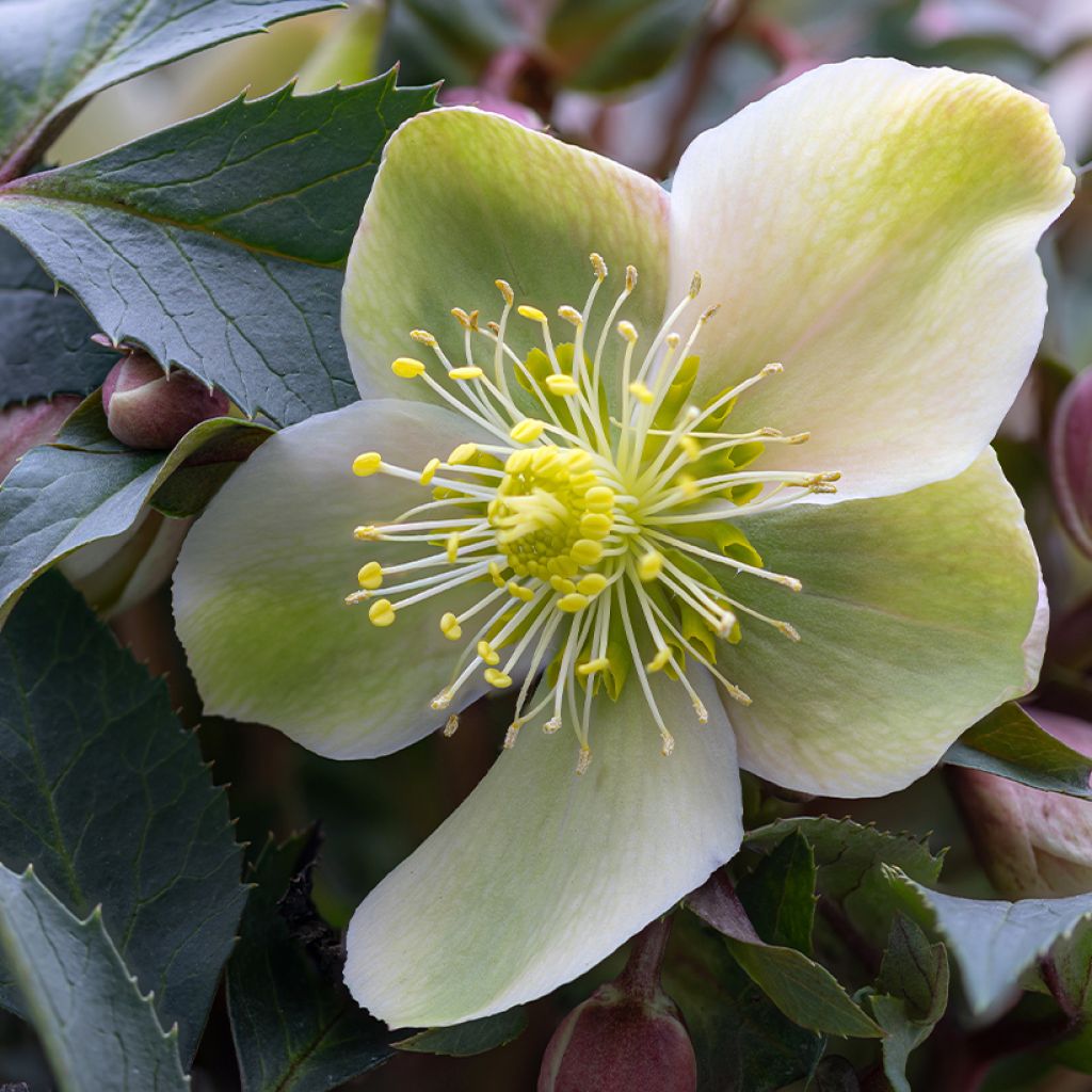 Vaaleajouluruusu vaaleanpunainen - Helleborus niger