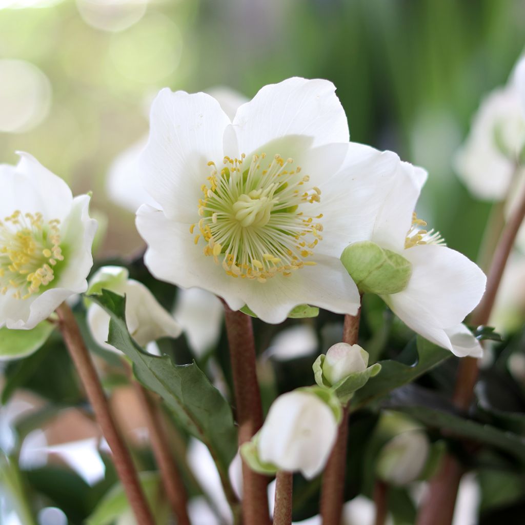Vaaleajouluruusu vaaleanpunainen - Helleborus niger