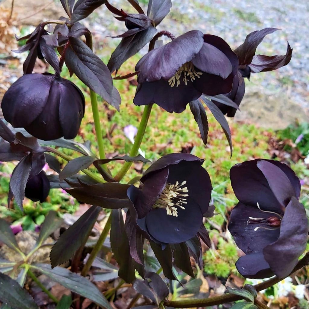 Idänjouluruusu Black Chocolate
