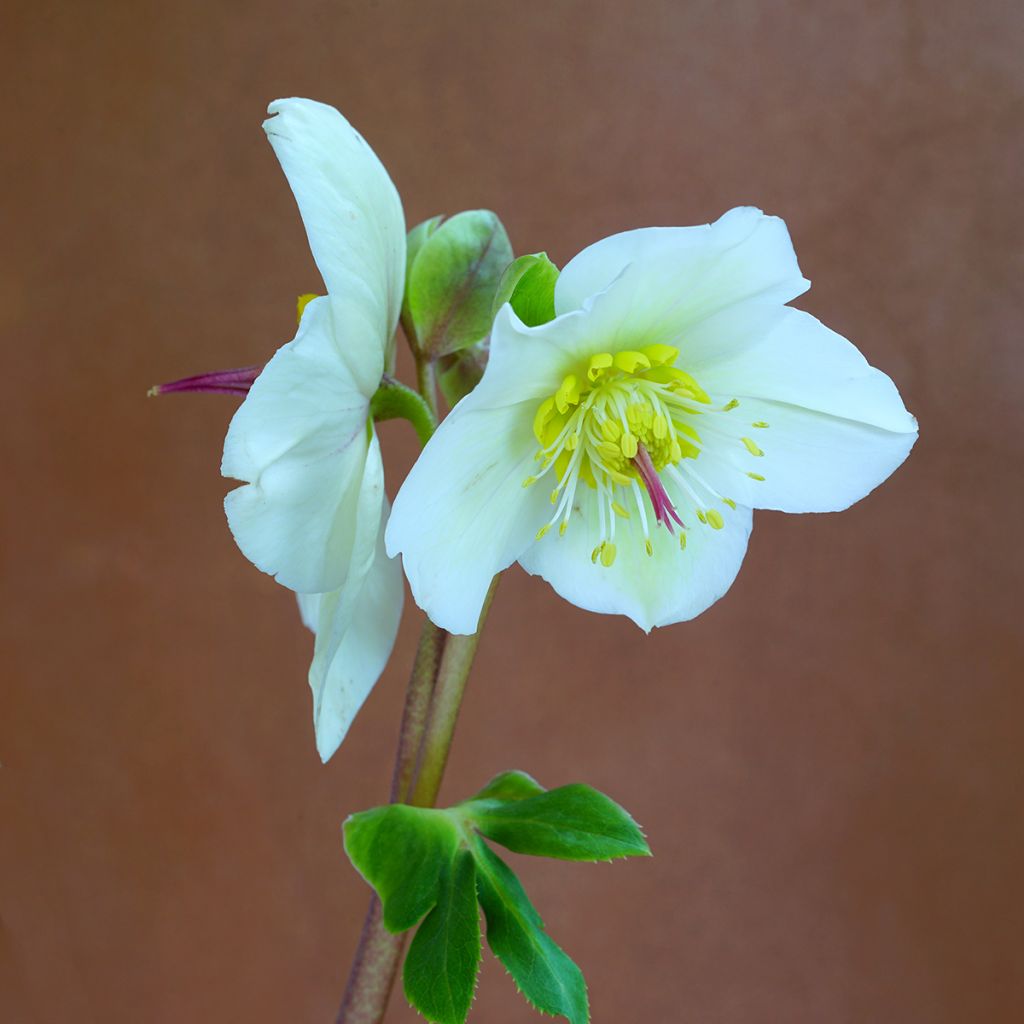 Idänjouluruusu White