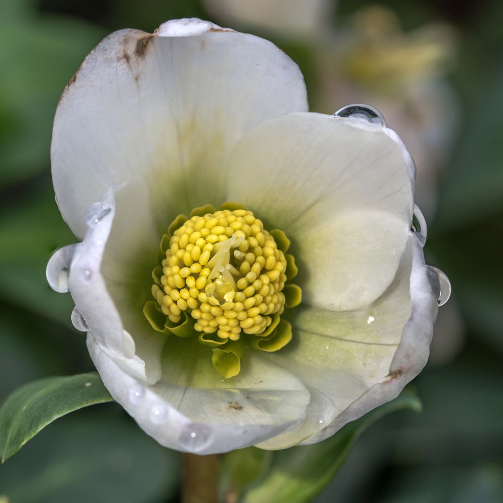 Idänjouluruusu White