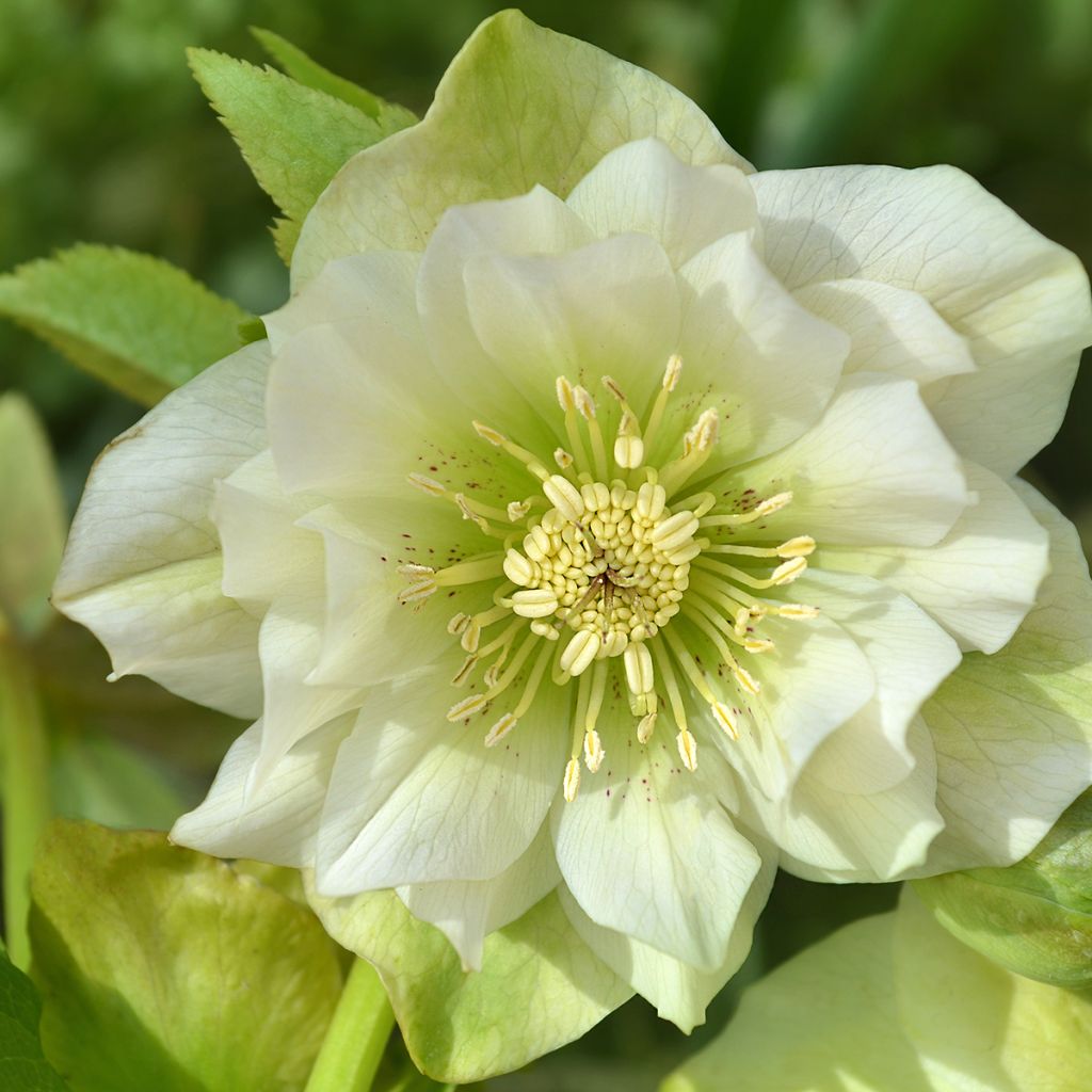 Idänjouluruusu Double White