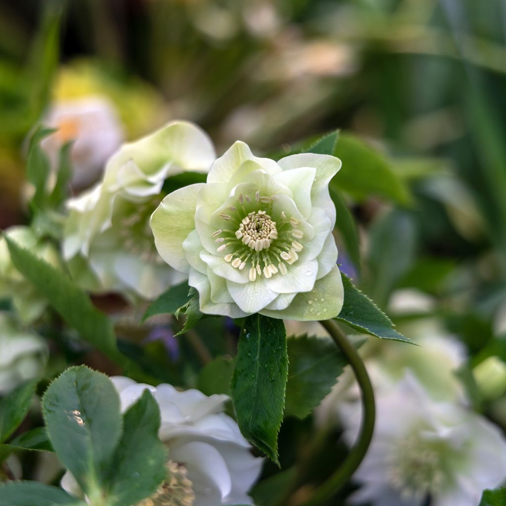 Idänjouluruusu Double White