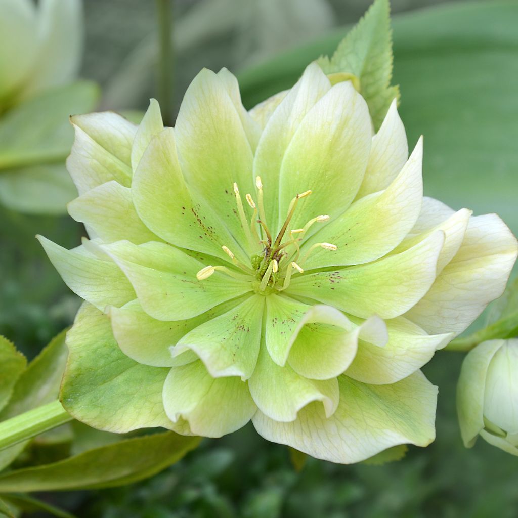 Idänjouluruusu Double White