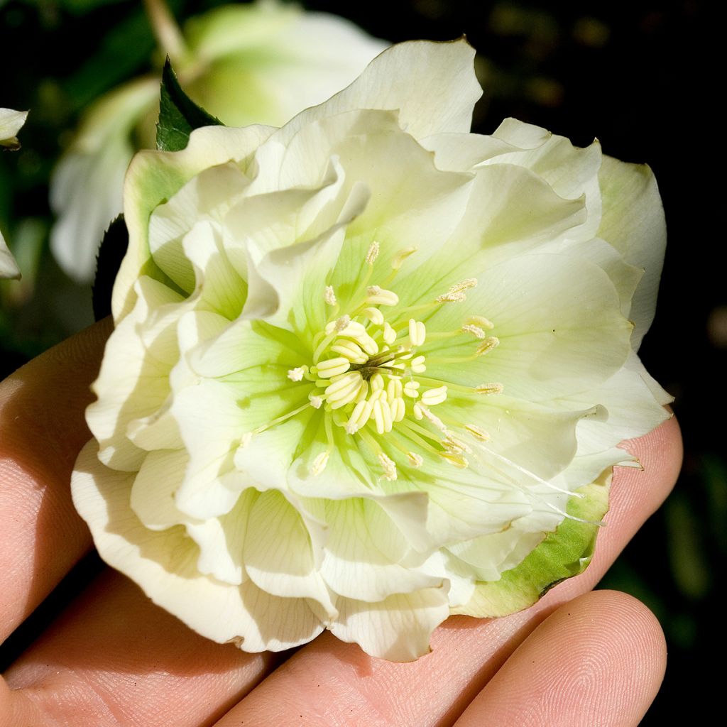 Idänjouluruusu Double White