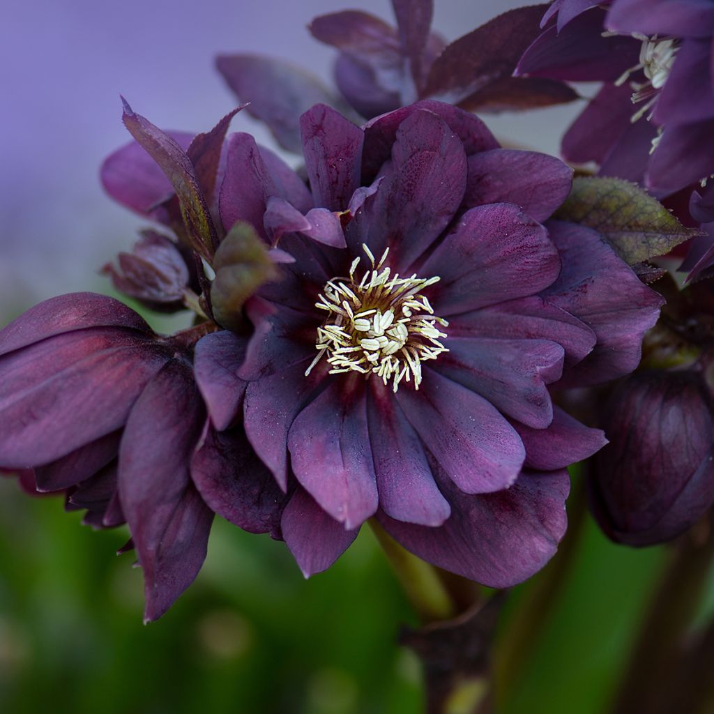 Idänjouluruusu Double Black