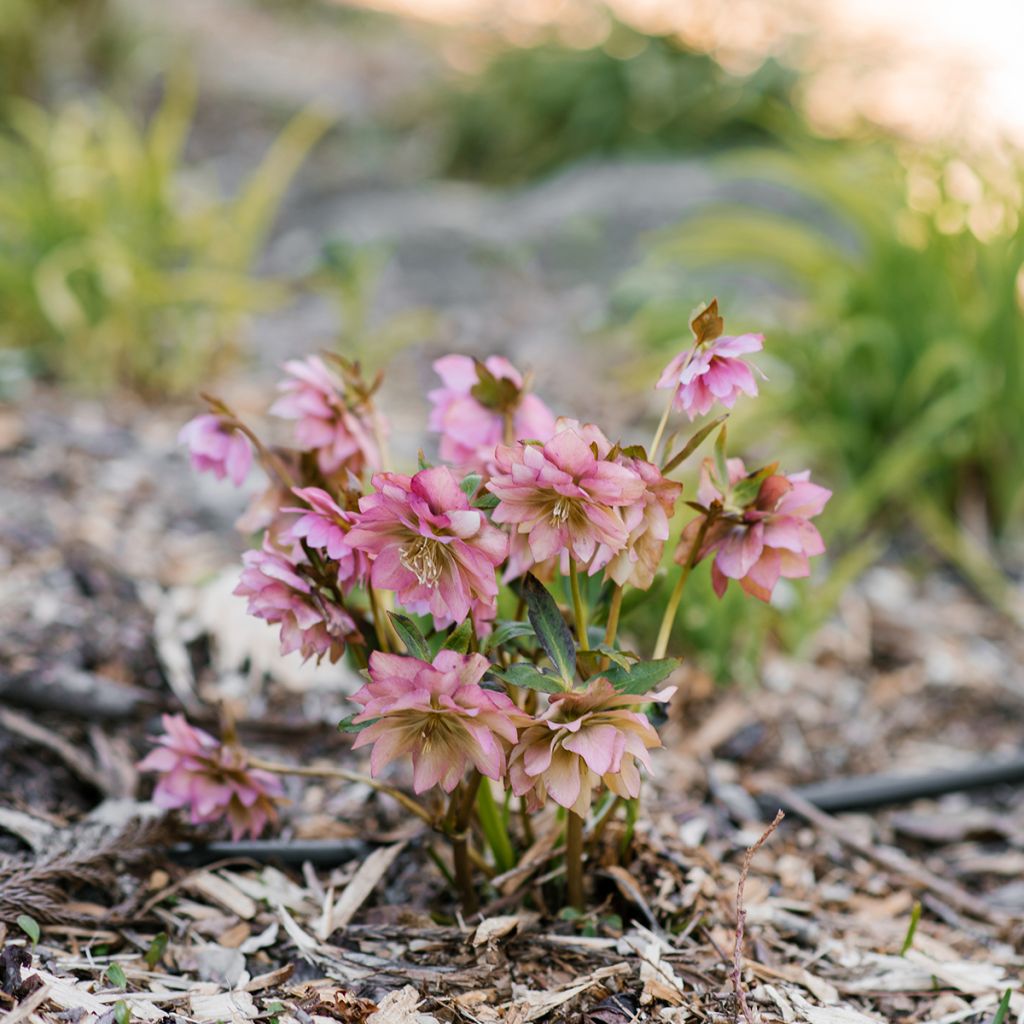Idänjouluruusu Double Pink