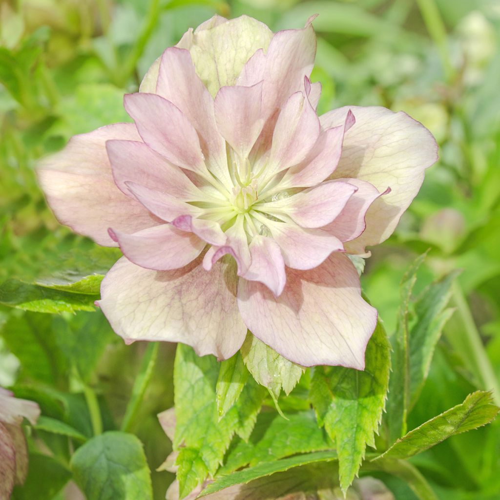 Idänjouluruusu Double Pink