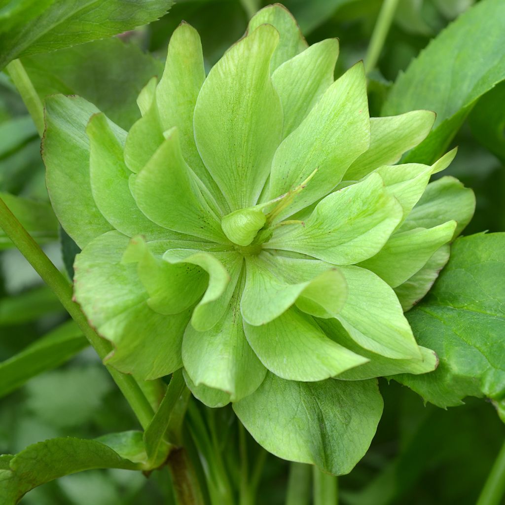 Idänjouluruusu Double Green