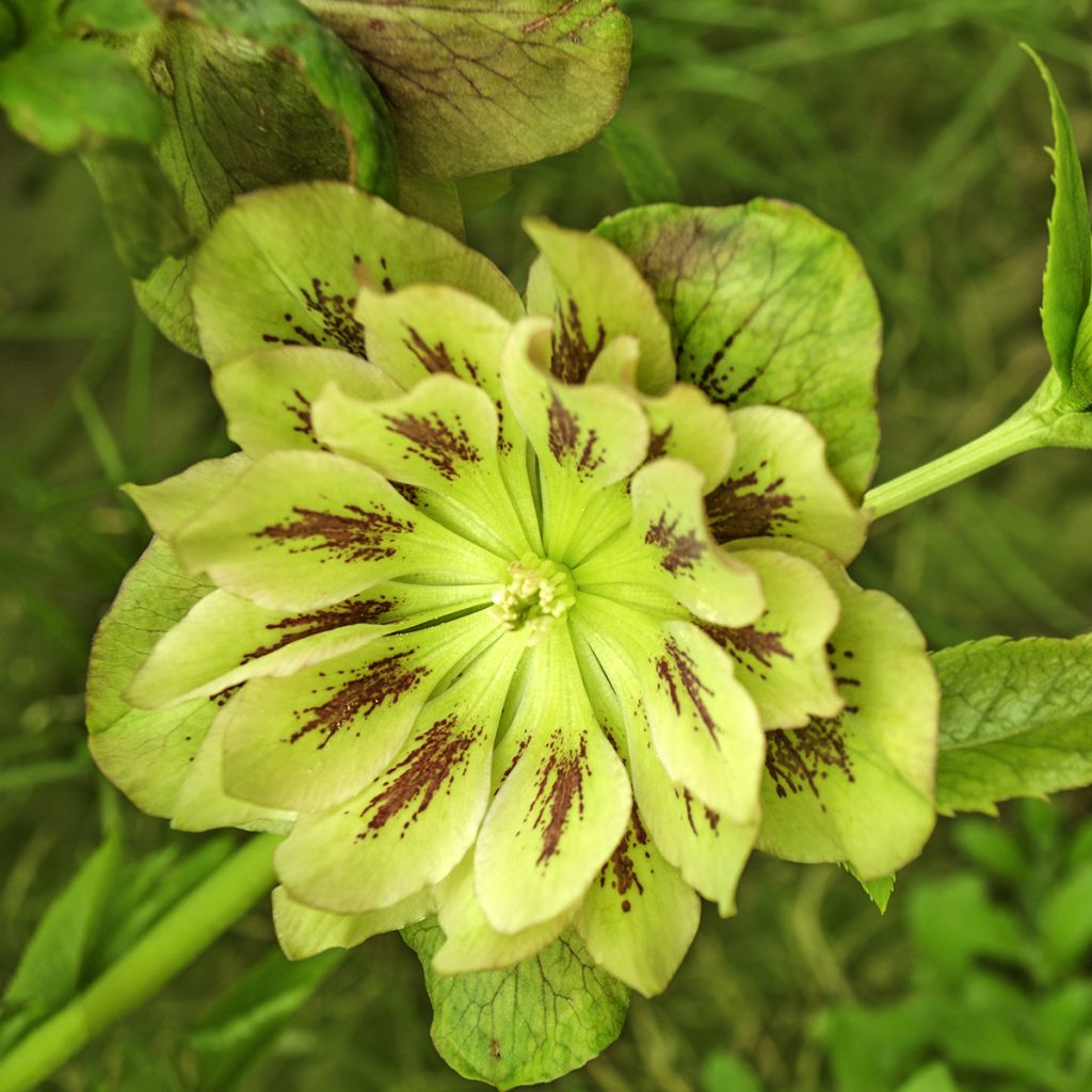 Idänjouluruusu Double Green Spotted