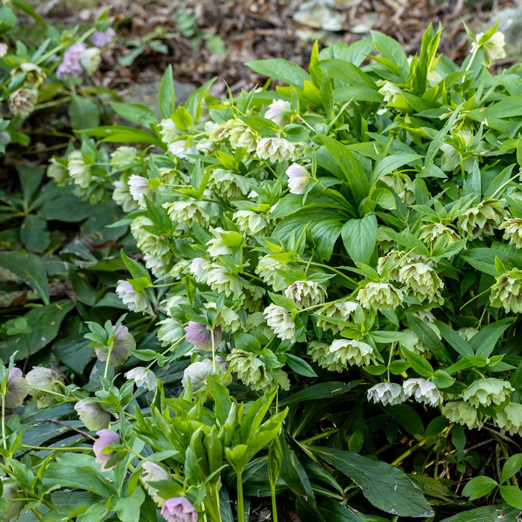 Idänjouluruusu Double Green Spotted