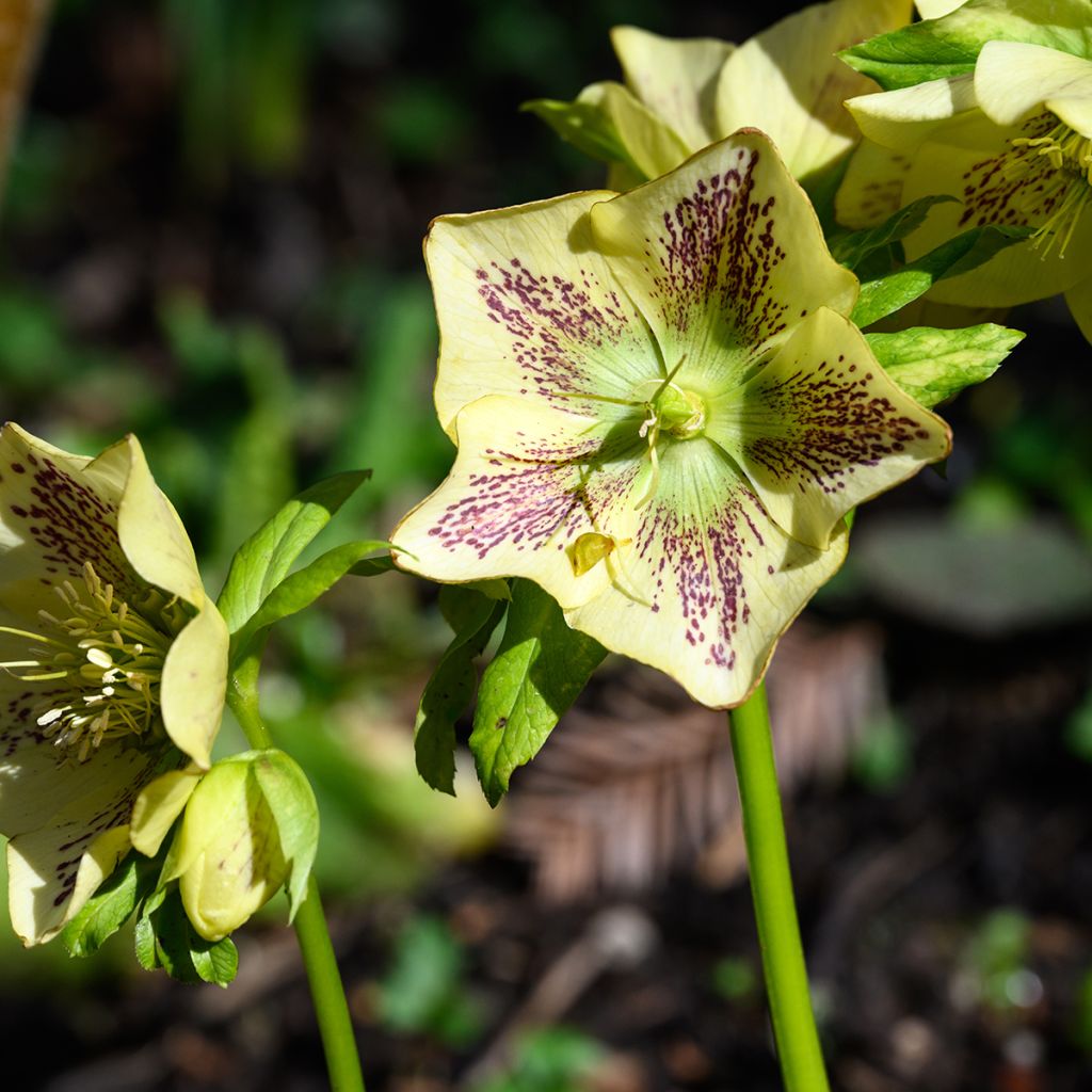 Idänjouluruusu Double Yellow Spotted